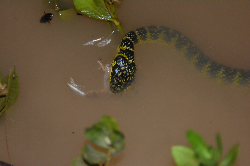 Foto Culebra Verde y Negra