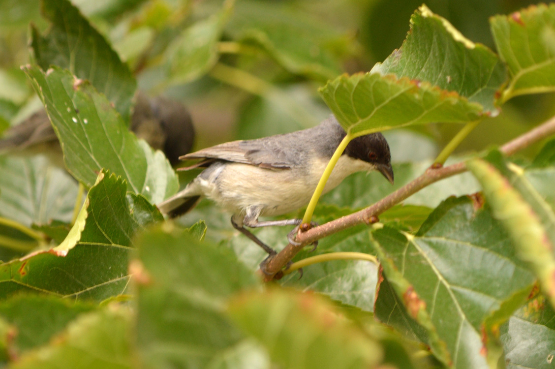 Foto Monterita Cabeza Negra
