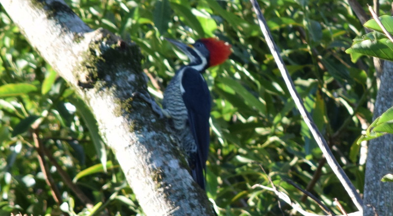 Foto Carpintero Garganta Estriada