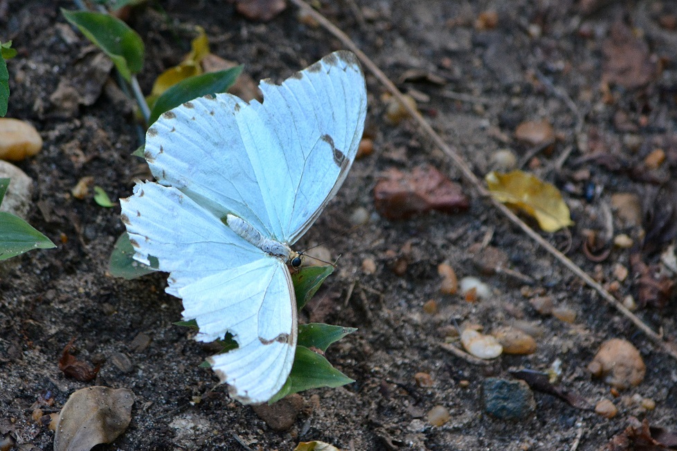 Bandera Argentina (Morpho epistrophus)