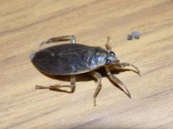 Foto Chinche Acuática Gigante