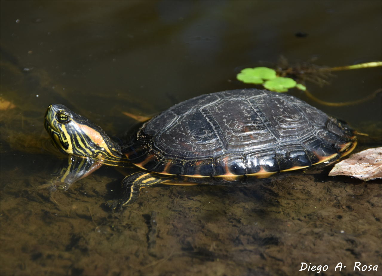 Foto Tortuga Pintada