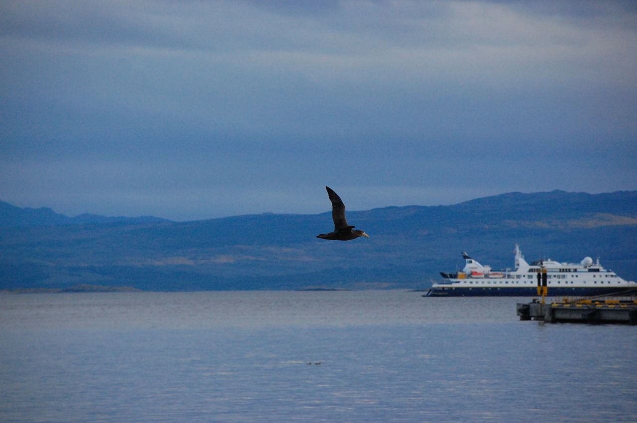 Photo Petrel Gigante Común