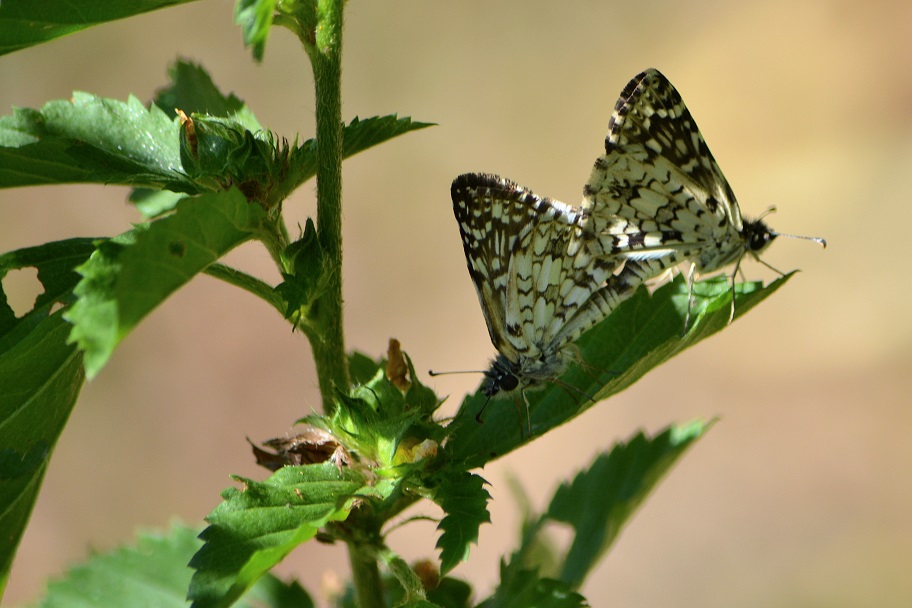 Photo Ajedrezada Común