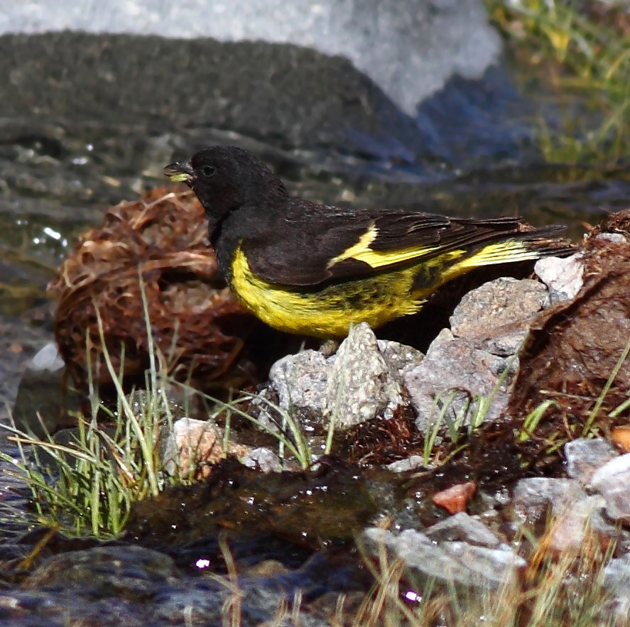 Foto Cabecitanegra Andino