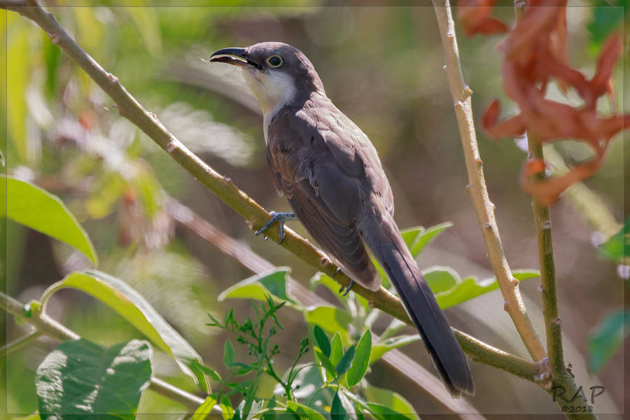Foto Cuclillo Canela