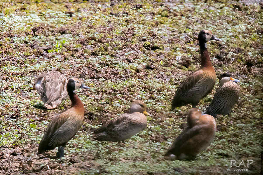Photo Pato Maicero