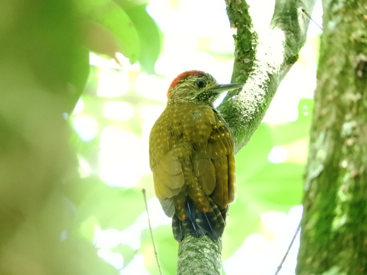 Photo Carpintero Oliva Yungueño