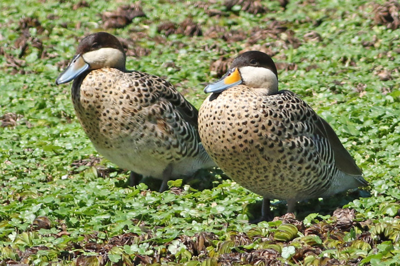 Foto Pato Capuchino