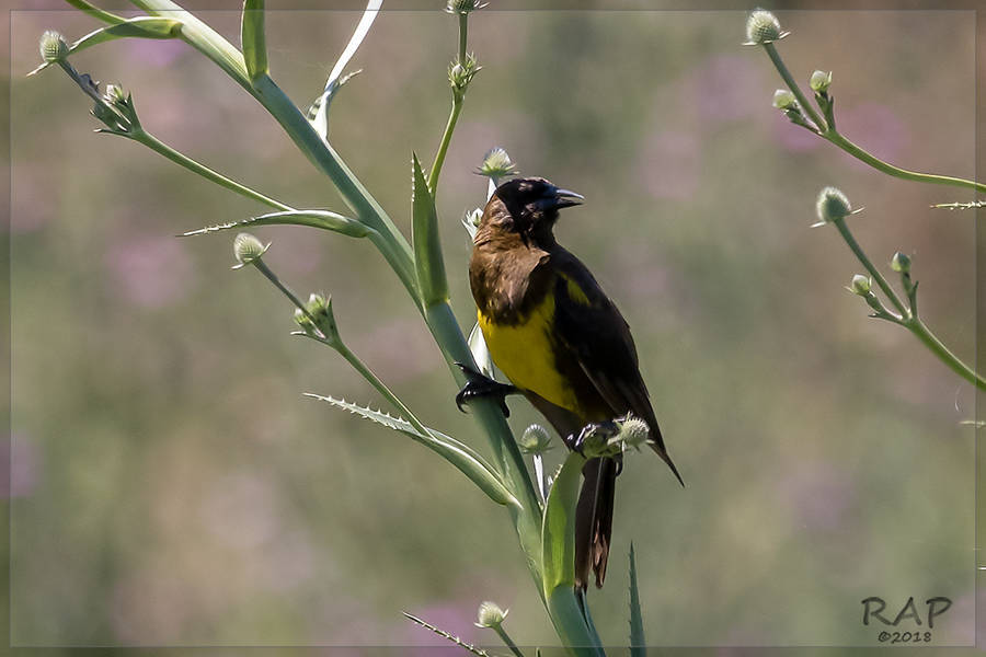 Foto Pecho Amarillo Común
