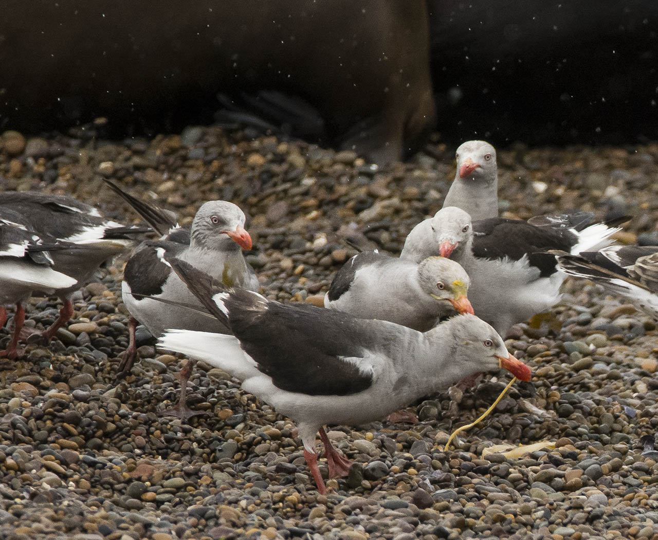 Foto Gaviota Gris