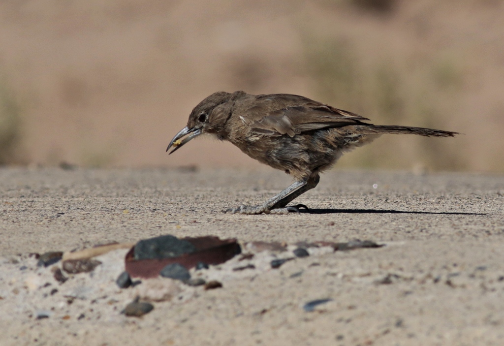 Foto Cacholote Pardo