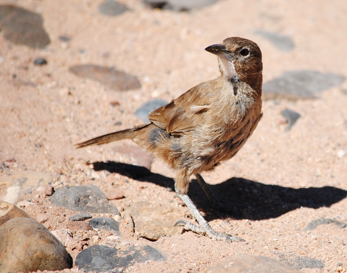 Photo Cacholote Pardo