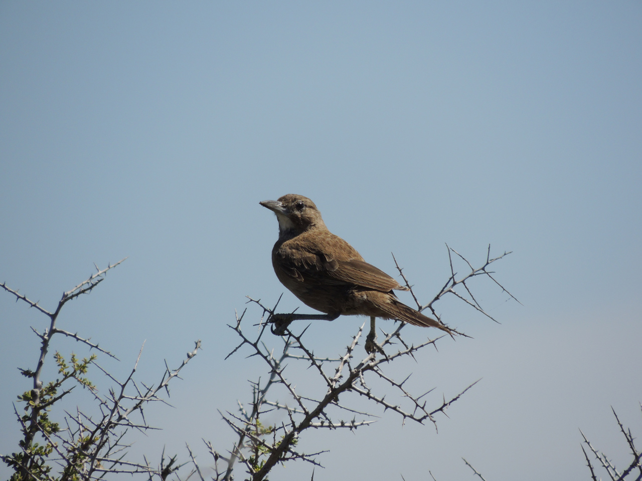 Foto Cacholote Pardo