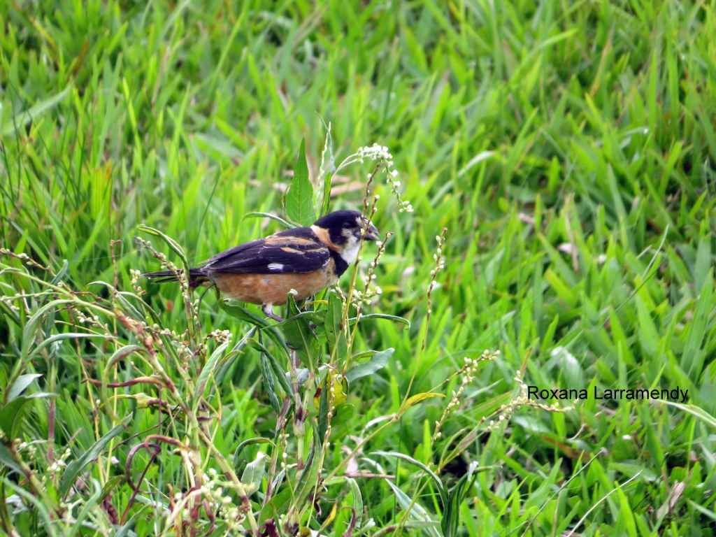 Foto Corbatita Dominó