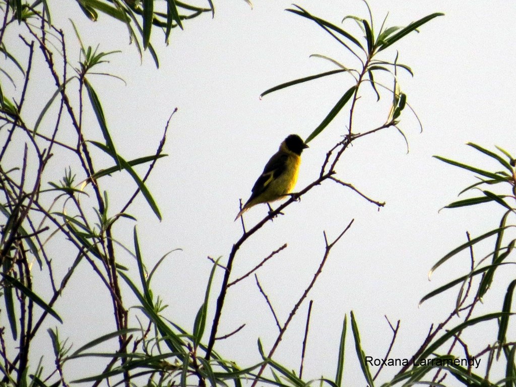 Foto Cabecitanegra Común