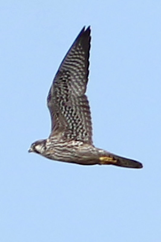 Foto Halcón Peregrino
