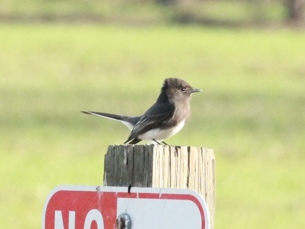 Foto Viudita de Río