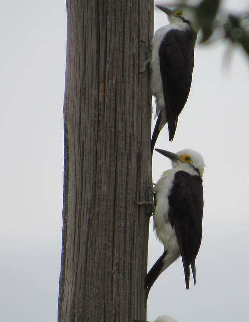 Foto Carpintero Blanco