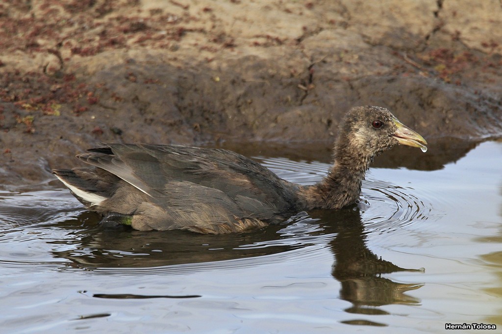 Foto Gallareta Chica