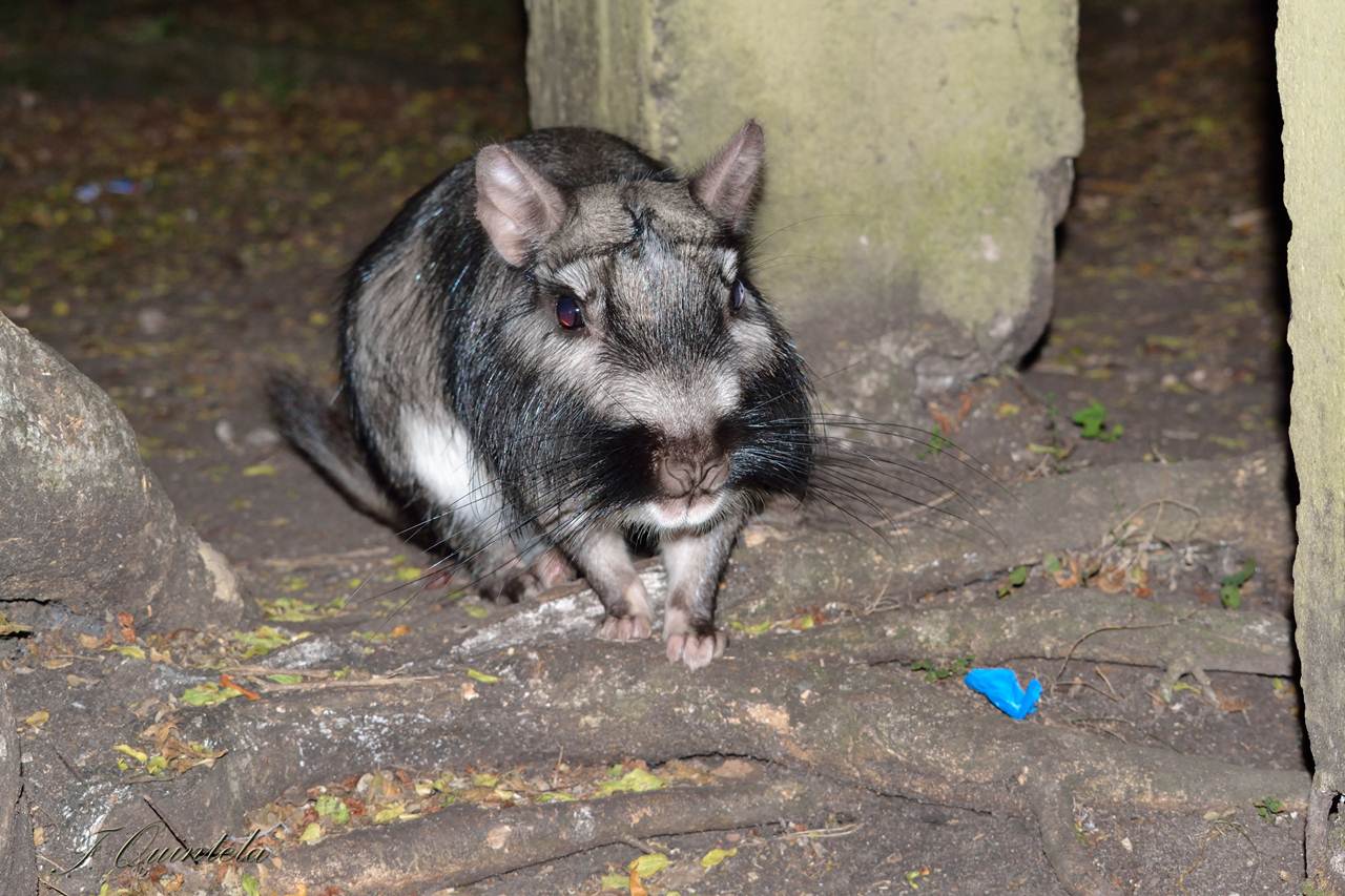 Foto Vizcacha