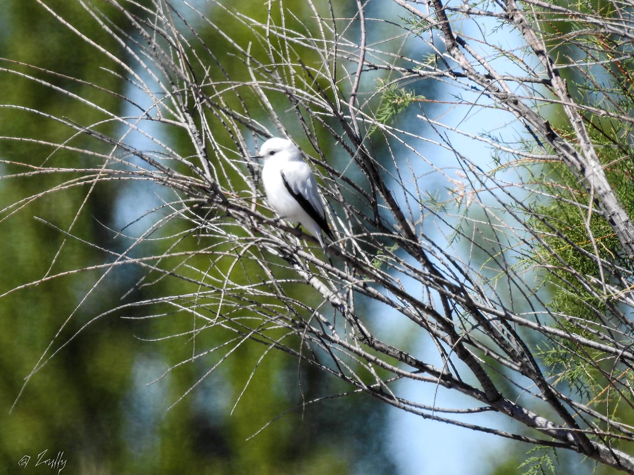 Foto Monjita Blanca
