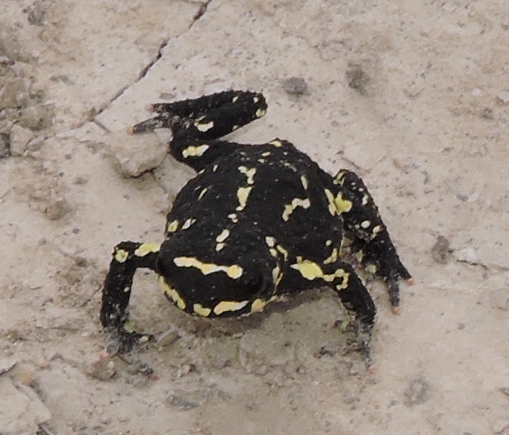 Foto Sapito de Colores Chaqueño