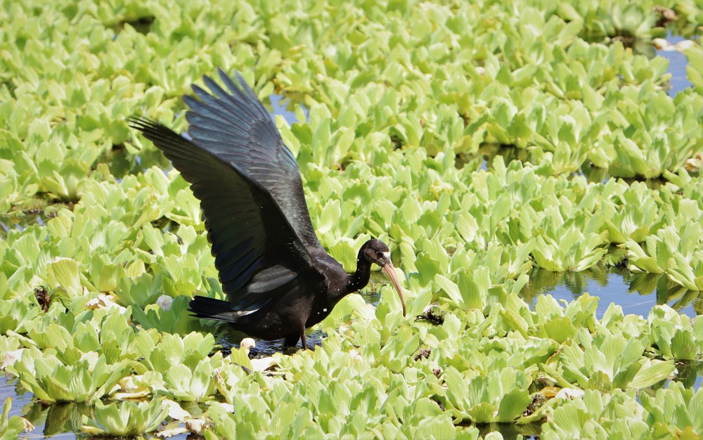 Photo Cuervillo Cara Pelada