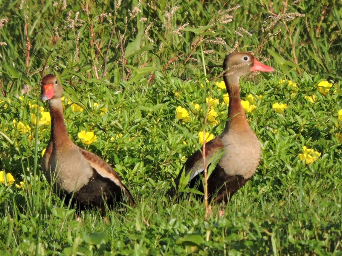 Foto Sirirí Vientre Negro