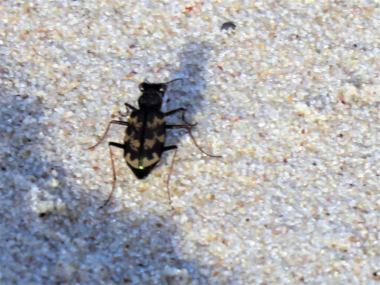 Foto Cicindela