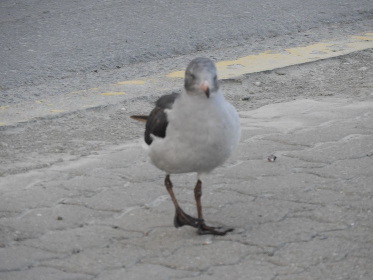 Photo Gaviota Gris