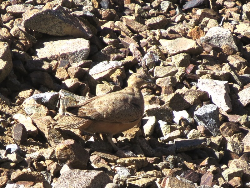 Foto Agachona Grande