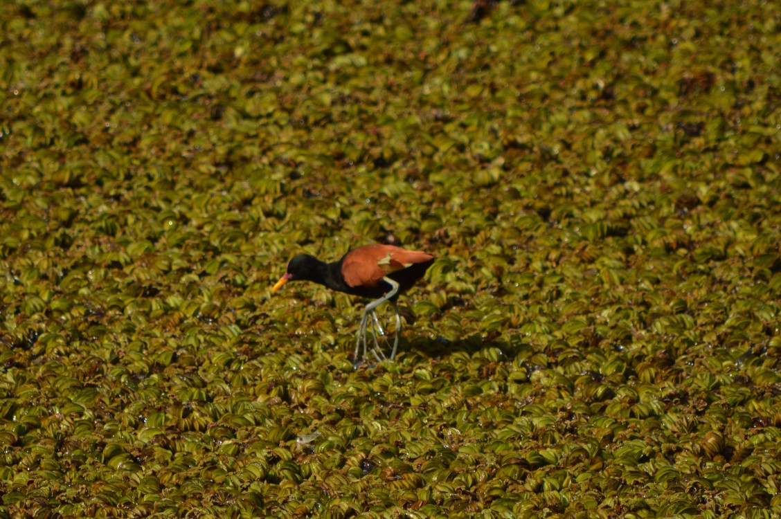 Foto Jacana
