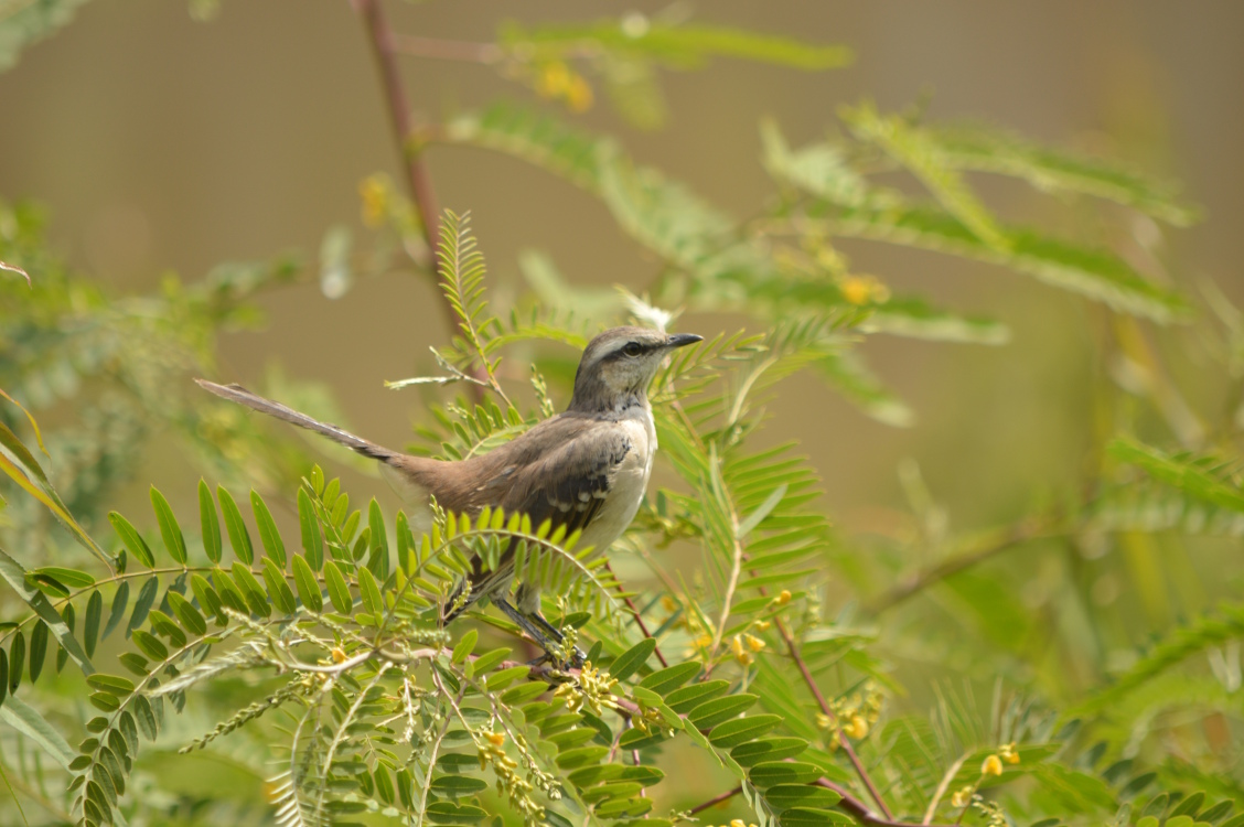 Photo Calandria Grande
