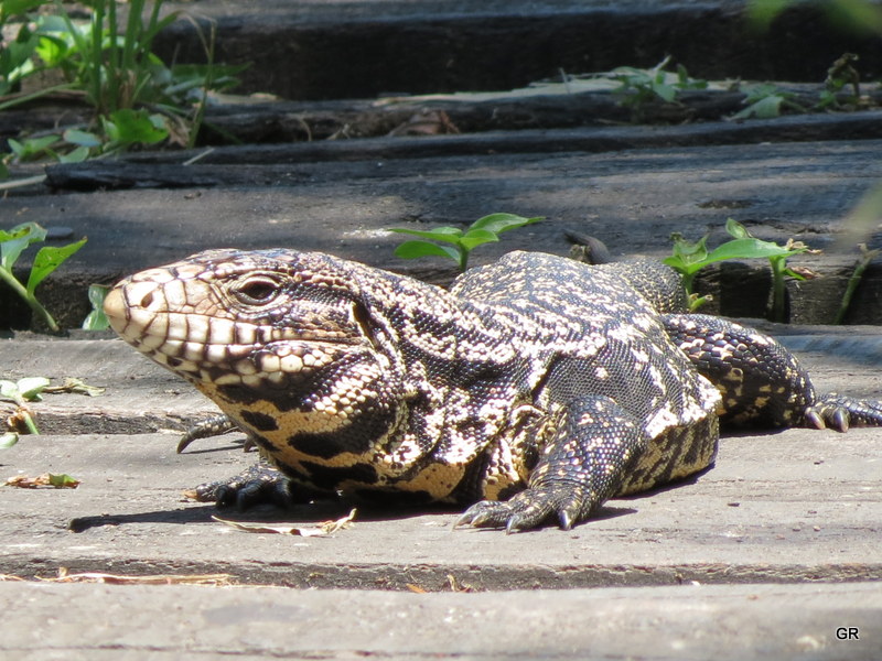 Photo Lagarto Overo