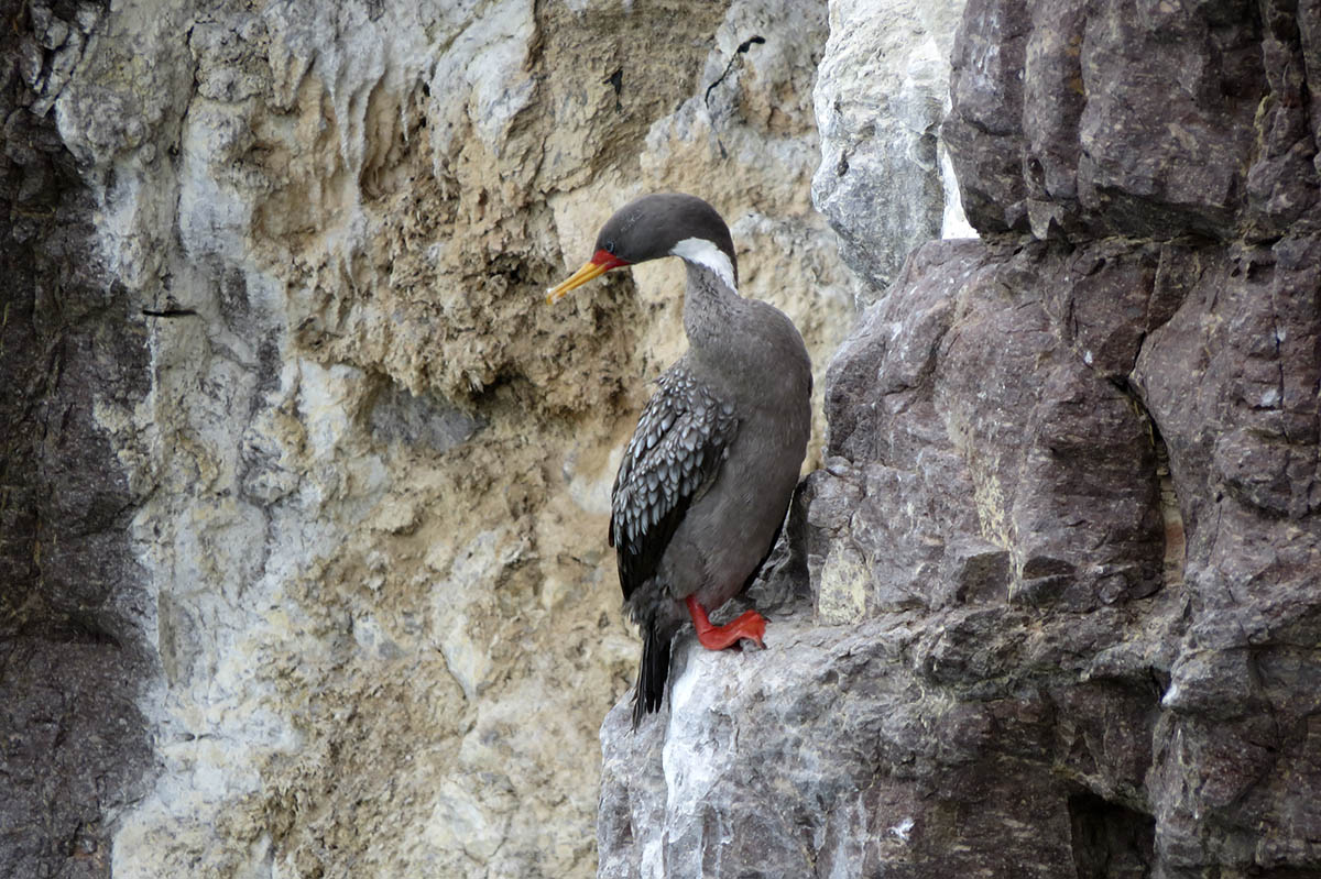 Photo Cormorán Gris