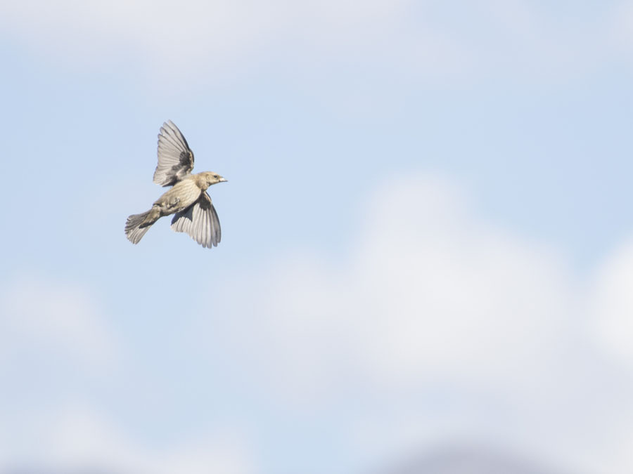 Foto Tordo Renegrido