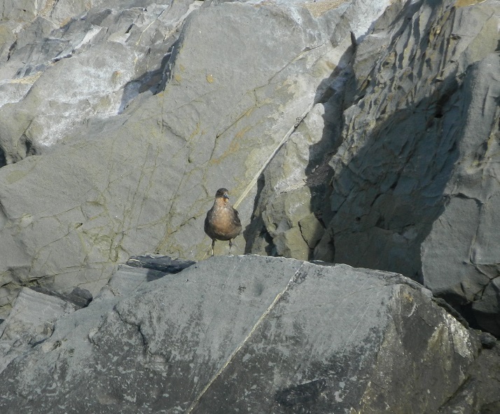 Photo Salteador Acanelado