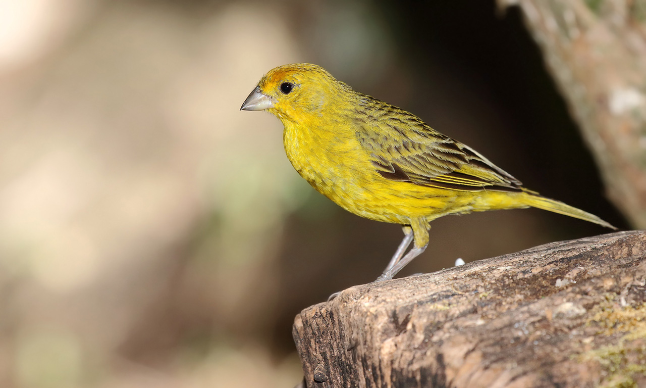 Photo Jilguero Dorado