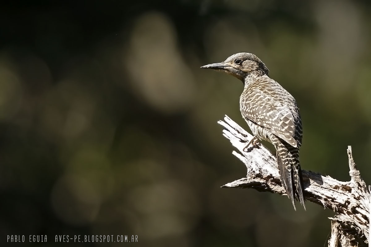 Foto Carpintero Pitío