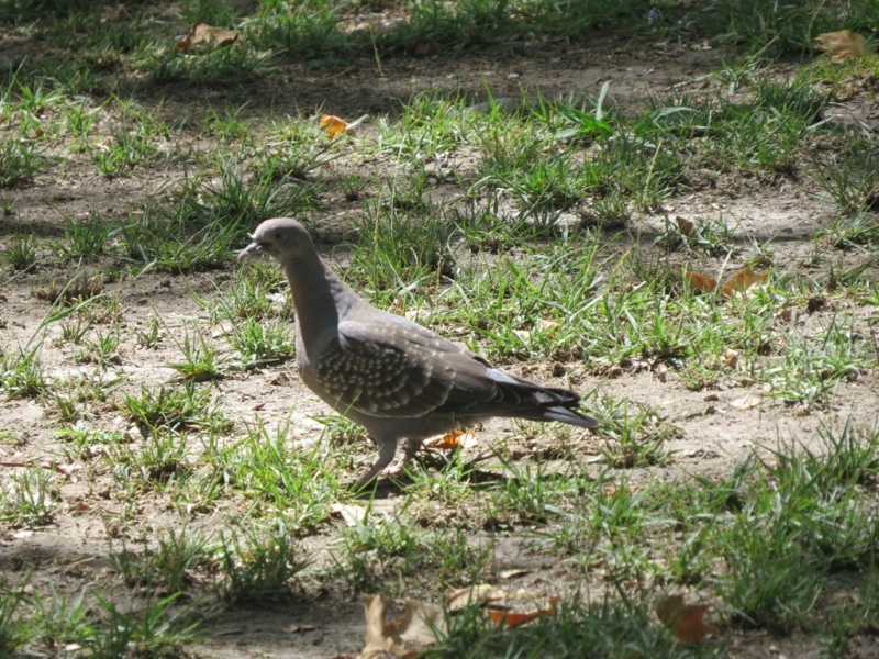 Foto Paloma Manchada