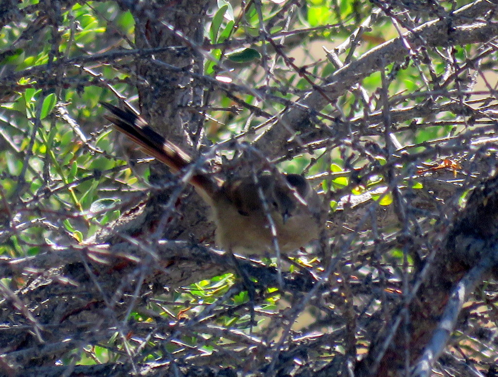 Foto Canastero Coludo