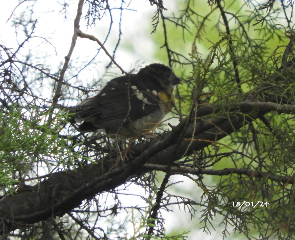 Photo Rey del Bosque