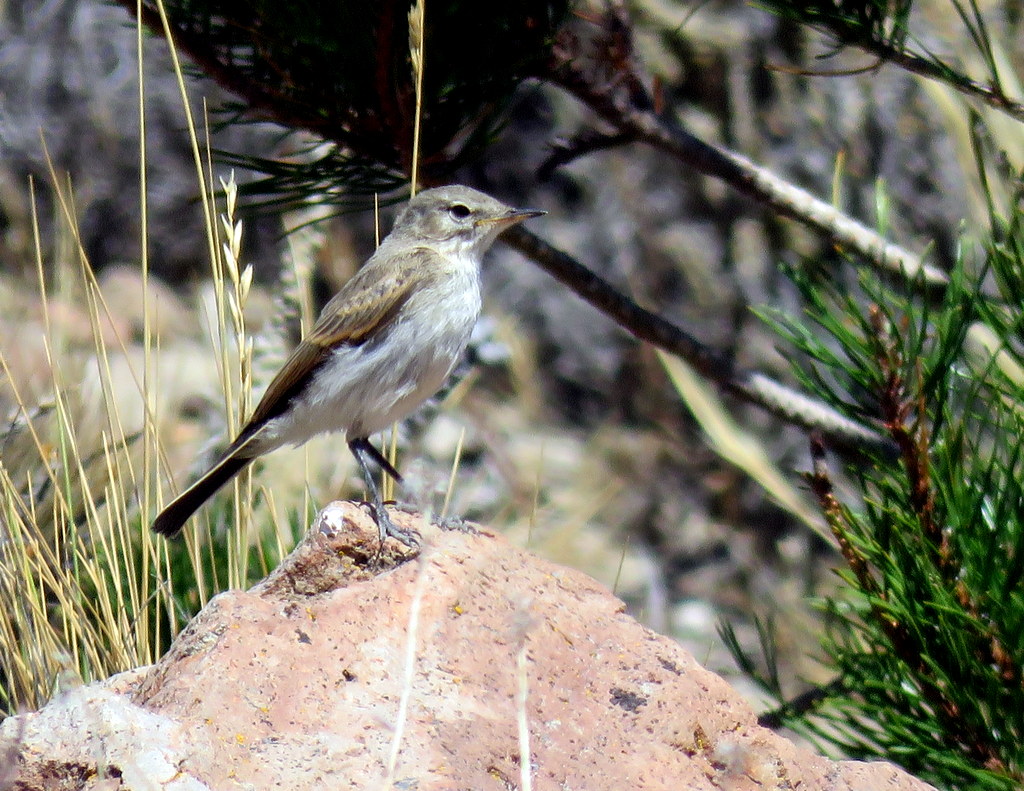 Foto Dormilona Chica