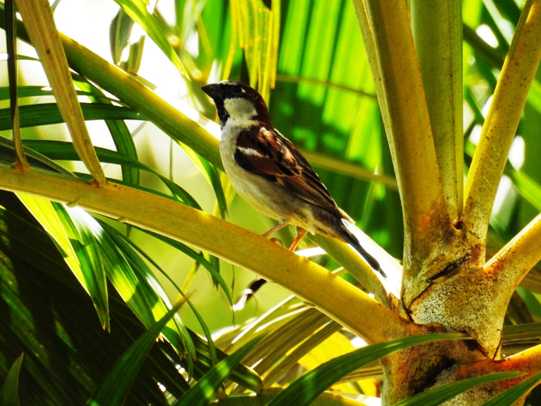 Foto Gorrión Común