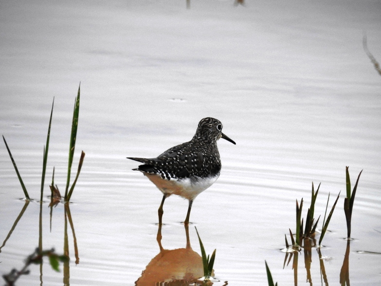 Photo Pitotoy Solitario