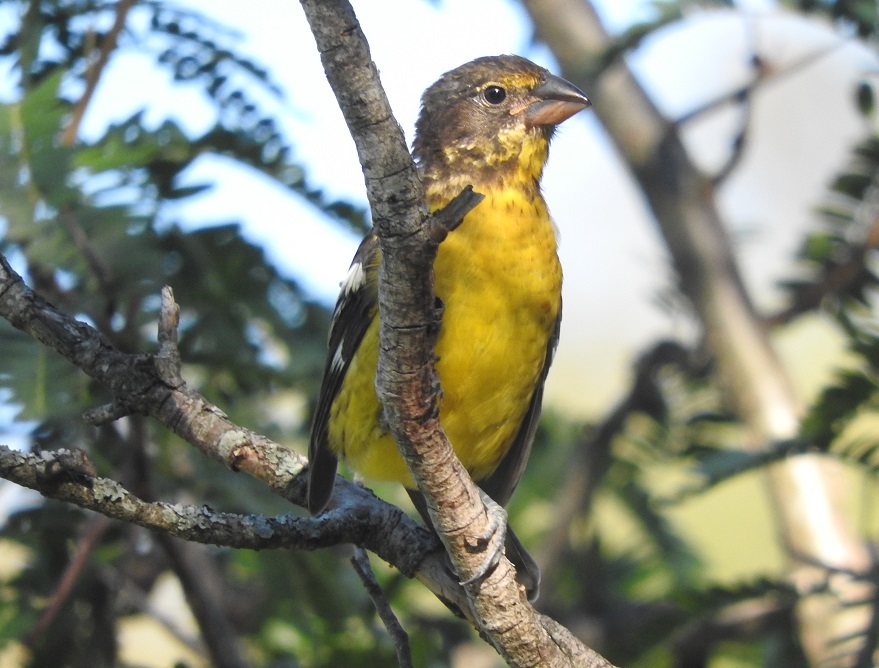 Photo Rey del Bosque