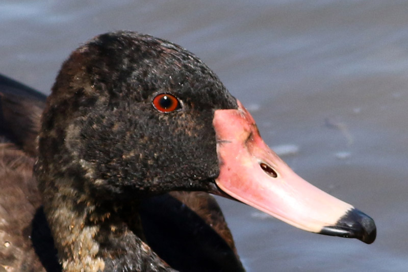 Photo Pato Picazo