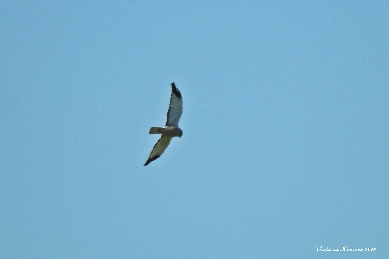 Photo Gavilán Ceniciento