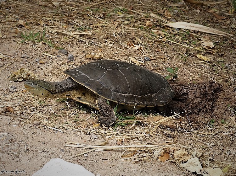 Foto Tortuga de Laguna